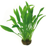 Echinodorus grisebachii 'Amazonicus' en pot  