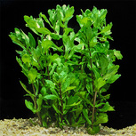 Shinnersia (Trichocoronis) rivularis  en pot 5.5cm