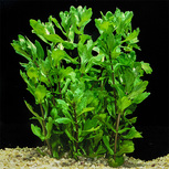 Shinnersia (Trichocoronis) rivularis  en pot 