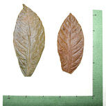 Lot 10 Feuilles de Cacaoyer 15-20cm