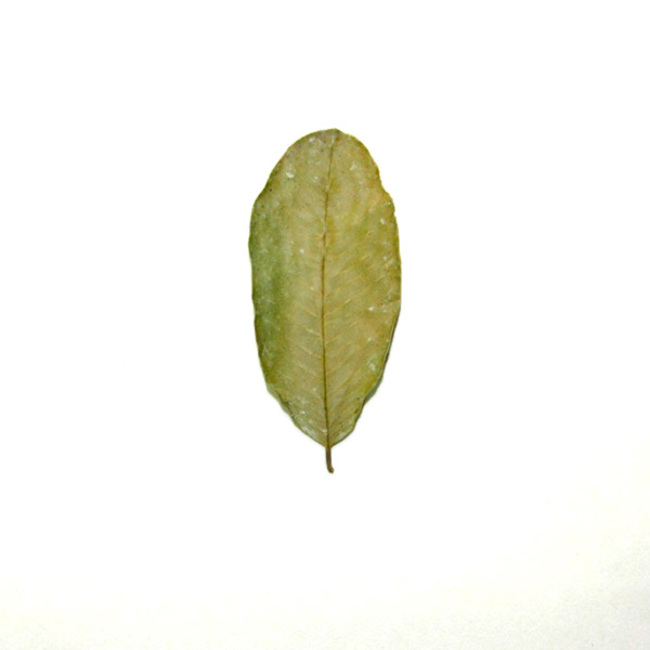Feuilles de goyave pq de 10 - Guava Leaves - Magazoo, l'Univers des Reptiles