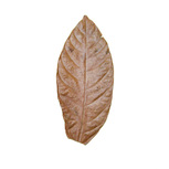 Lot 10 Feuilles de Cacaoyer 15-20cm