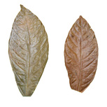 Lot 10 Feuilles de Cacaoyer 15-20cm