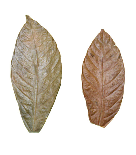 Lot 10 Feuilles de Cacaoyer 15-20cm