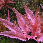 Cryptocoryne wendtii 'Flamingo'  en pot