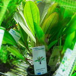 Echinodorus 'Fantasy' en pot