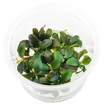 Bucephalandra sp. 'Red' in vitro