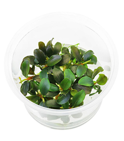 Bucephalandra sp. 'Red' in vitro