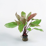 Echinodorus 'Fantasy' en pot