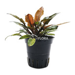 Cryptocoryne wendtii 'Flamingo'  en pot