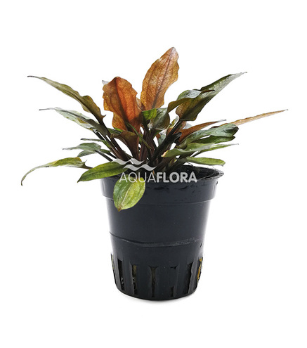Cryptocoryne wendtii 'Flamingo'  en pot 5.5cm