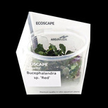 Bucephalandra sp. 'Red' in vitro