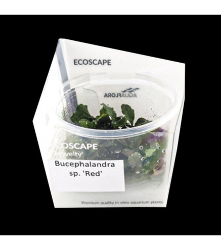 Bucephalandra sp. 'Red'- in vitro