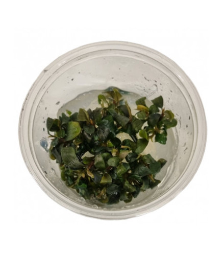 Bucephalandra 'Batang Kawa' in vitro