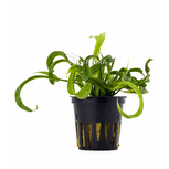 Helanthium bolivianum 'Vesuvius' en pot