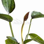Echinodorus 'Indian Red'  en pot 
