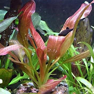 Echinodorus 'Indian Red' - PE  en pot 5.5cm