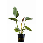 Echinodorus 'Indian Red'  en pot 