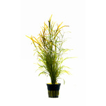 Potamogeton gayi en pot