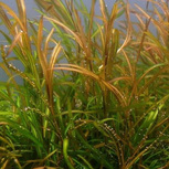 Potamogeton gayi en pot