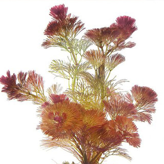 Cabomba furcata (piauhyensis) -Terra cotta 3cm