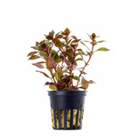 Ludwigia sp. 'Mini Super Red' en pot