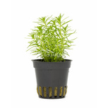 Pogostemon erectus en pot