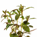 Ludwigia perennis - Tiges avec plomb