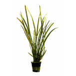 Vallisneria sp. 'Rubra'  en pot