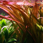 Vallisneria sp. 'Rubra'  en pot