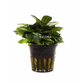 Hygrophila corymbosa 'Parvifolia'  en pot