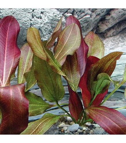 Echinodorus small bear en pot