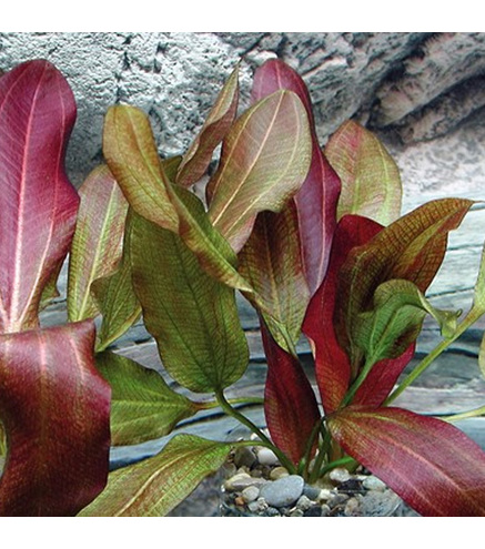 Echinodorus small bear en pot