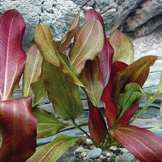 Echinodorus small bear en pot