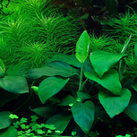 Anubias barteri nana in vitro
