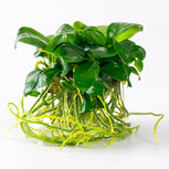 Anubias barteri nana in vitro