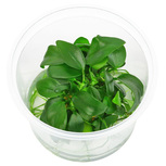 Anubias barteri nana in vitro