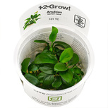 Anubias barteri nana in vitro