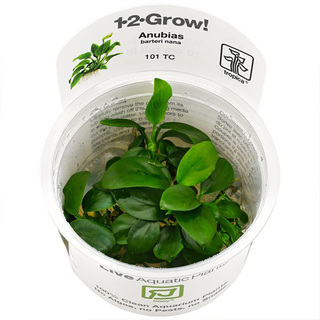 Anubias barteri nana in vitro