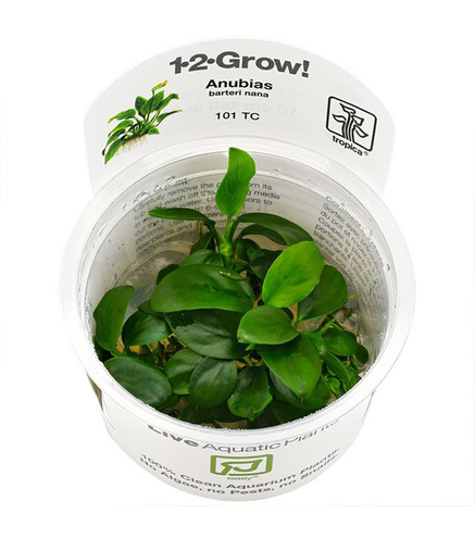 Anubias barteri nana in vitro