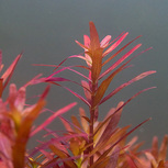 Rotala blood red sg variant en pot