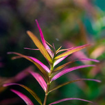 Rotala blood red sg variant en pot