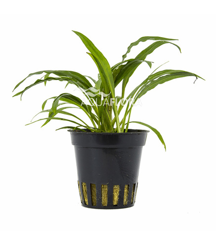Cryptocoryne albida (costata) en pot
