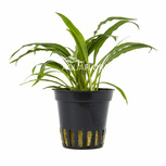 Cryptocoryne albida (costata) en pot