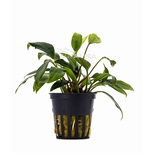 Anubias sagittae en pot
