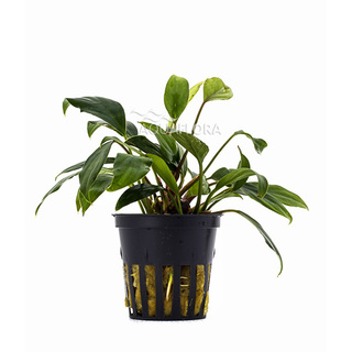 Anubias sagittae en pot