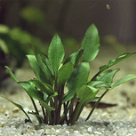 Cryptocoryne Lutea Hobbit