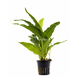 Microsorum pteropus 'Petit' en pot