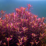 Rotala blood red sg variant en pot