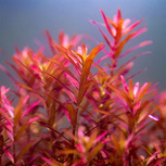 Rotala blood red sg variant en pot